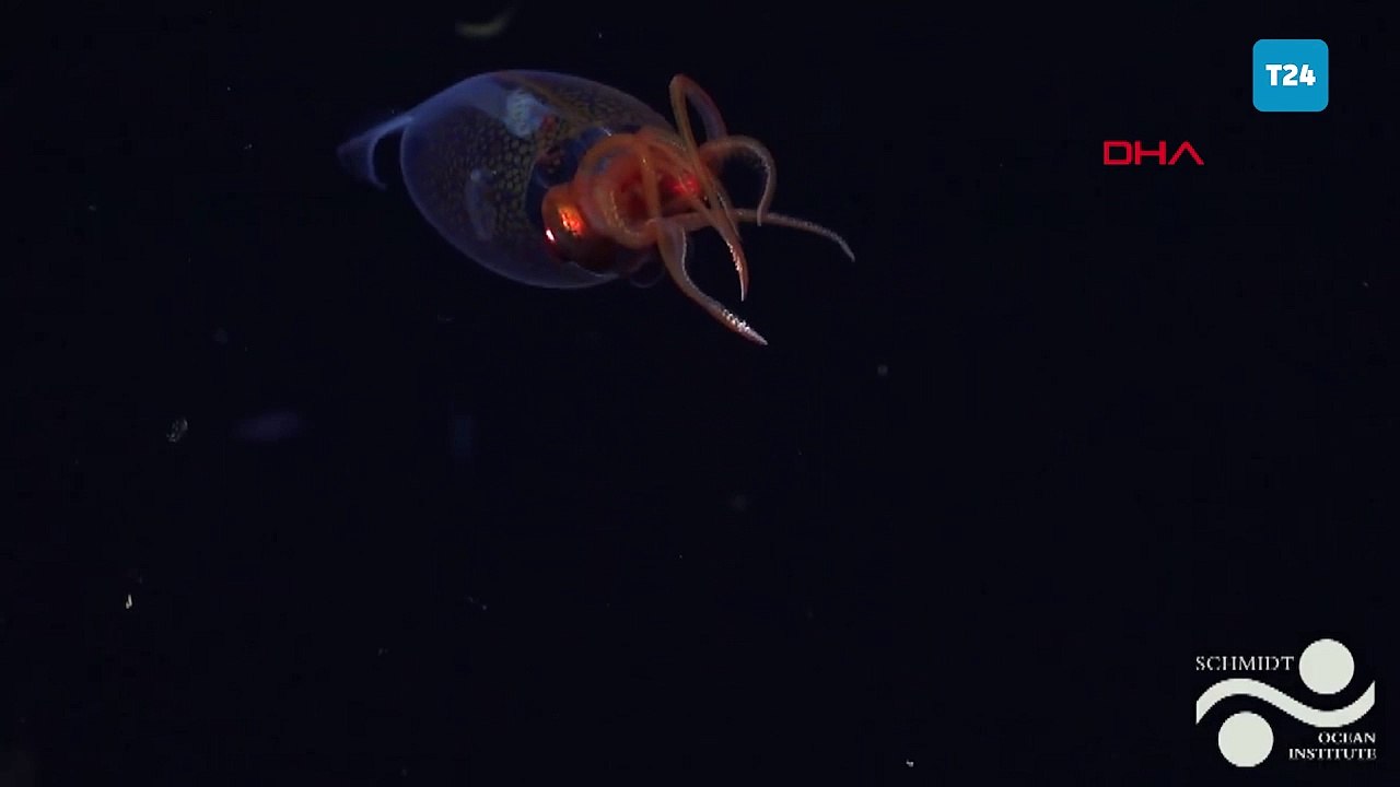 Dev kalamar ilk kez canlı olarak görüntülendi