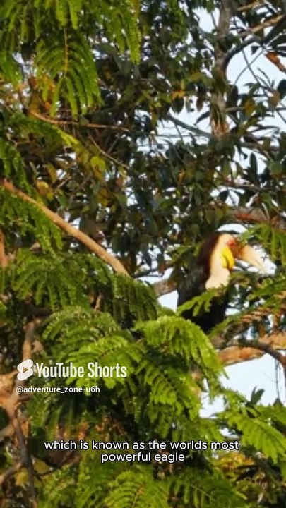 The Harpy Eagle 🦅 #adventurezone #wildlife #viralshots #facts #amazon #animals #nature #harpyeagle