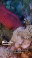 Lionfish #adventurezone #wildlife #viralshots #facts #nature #fish #lionfish