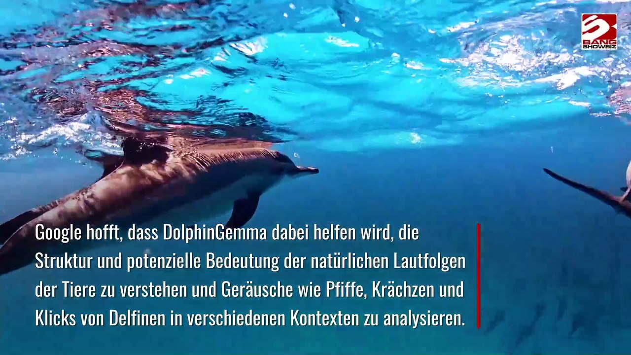 Google hat ein neues KI-Modell angekündigt, das Wissenschaftlern dabei helfen soll, die Kommunikation von Delfinen zu erforschen.