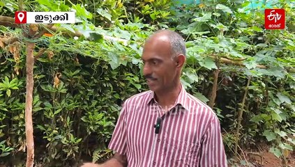സ്വീറ്റ് കോണ്‍ മുതൽ കറുത്ത പൊന്ന് വരെ; മട്ടുപ്പാവിൽ ഹരിത വിപ്ലവം തീർത്ത്‌ റിട്ട. പൊലീസ് ഉദ്യോഗസ്ഥൻ