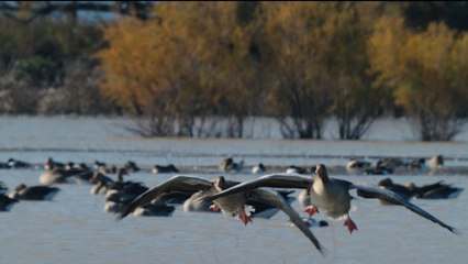Doñana, donde el agua es sagrada Tráiler