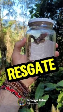 Uma das cobras mais venenosas do Brasil é encontrada “passeando” em motel de Jaraguá do Sul