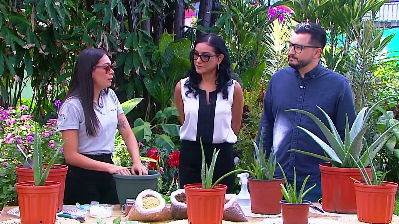 bd-aloe-vera-como-cuidarla-y-aprovechar-sus-beneficios-160425