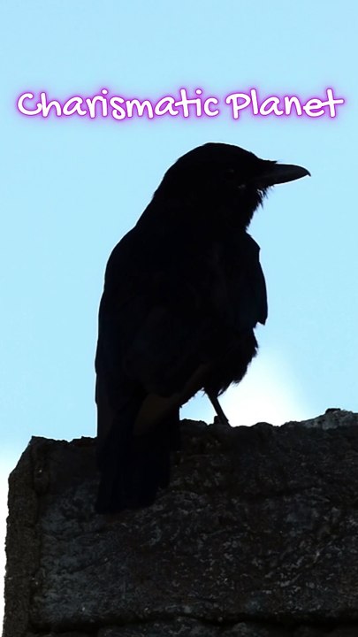 Black Drongo: A long tail bird