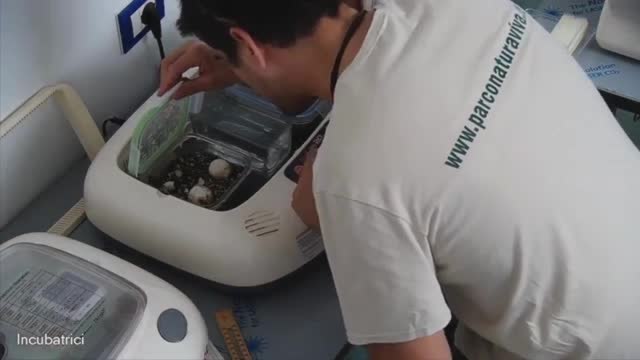 Verona, le uova degli animali in pericolo si schiudono al parco Natura Viva: il video