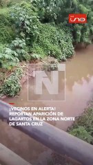 SCZ: ¡LAGARTOS INVADEN LA ZONA NORTE!