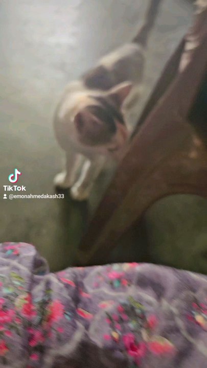 crazy cat😂🤣
