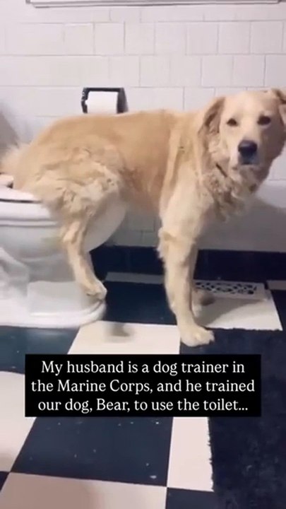 Su esposo entrena perros en el ejército y ahora su Golden Retriever hace esto en casa