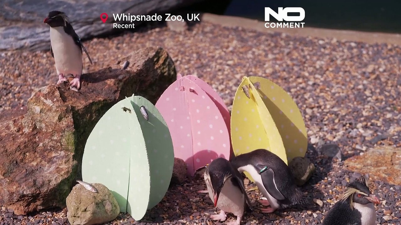 Easter arrives early for animals in UK's Whipsnade Zoo