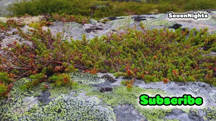 Travel with Tardigrades_ The Ultimate Space Adventurers!