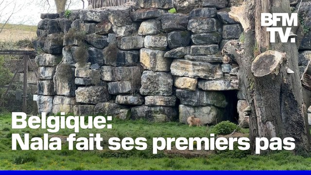 Belgique: un lionceau fait ses premiers pas au parc Pairi Daiza