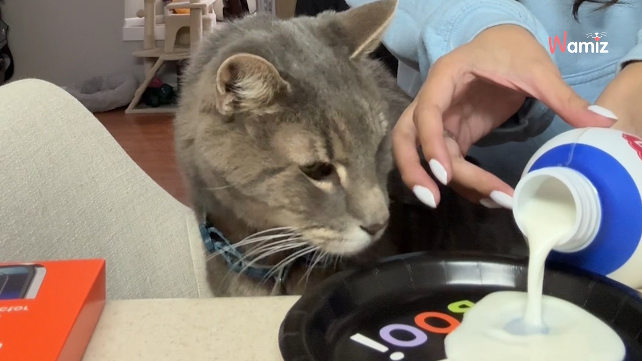 Die letzten Stunden einer Katze: Diese Szenen berühren zutiefst