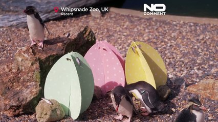 Wielkanoc przychodzi wcześniej dla zwierząt w brytyjskim zoo Whipsnade