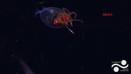 Derinliklerden gelen sürpriz! Dev kalamar ilk kez görüntülendi