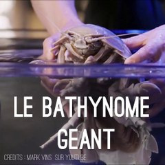 Le bathynome géant - l'Alien des profondeurs - 👽 ALIEN #5