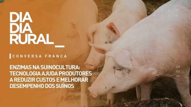 Enzimas na suinocultura: Tecnologia ajuda produtores a reduzir custos e melhorar desempenho dos suínos