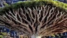 Saleemoffical presentation - How amazing is our planet.#planet
