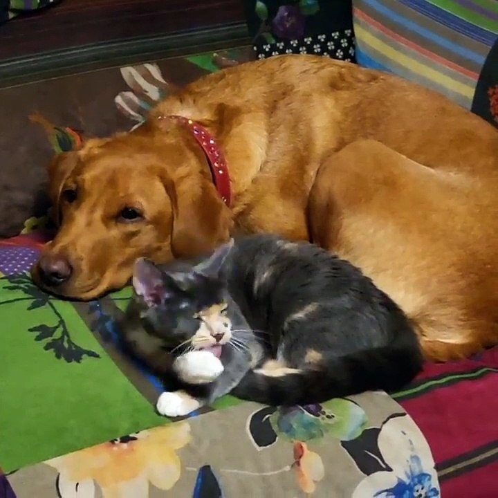 🐾 Welcome to the enchanting world of FelineAndCanine! 🐱🐶 In today's vide