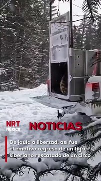Luego de meses de tratamiento y cuidados veterinarios, el felino fue liberado de forma segura. El momento fue captado en video y se ha vuelto viral por la emotiva reacción del tigre al pisar tierra libre.