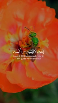 Surah Al-Qasas 28:56 - سورة القصص