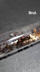 Kenya : 4 personnes jugées pour trafic de fourmis