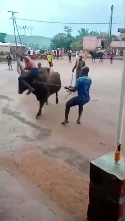 सांड हुआ बेकाबू , Funny shorts funny shorts