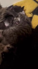 Cat Snuggles With Her Kittens