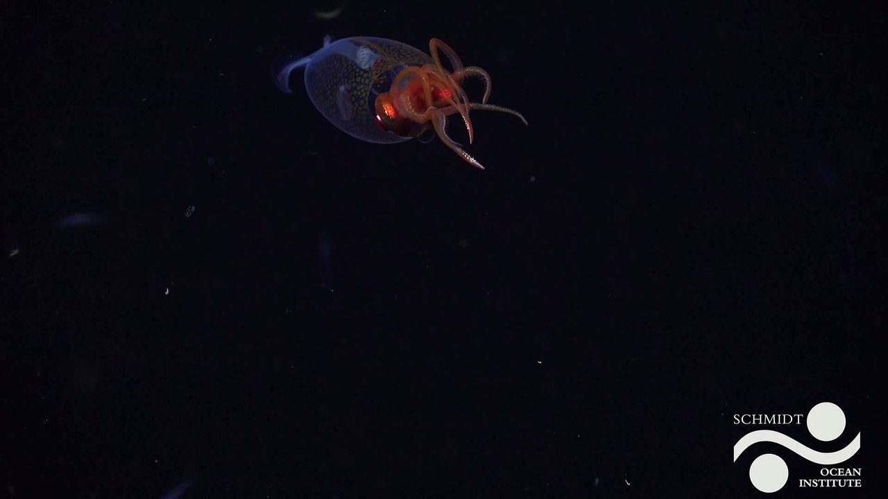 A Live Colossal Squid Was Filmed For the First Time Ever