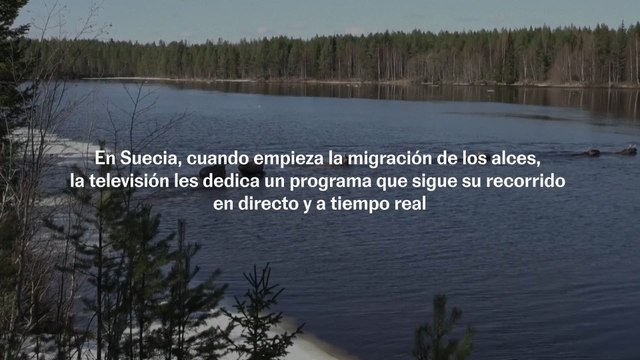 Empieza la migración de los alces en Suecia