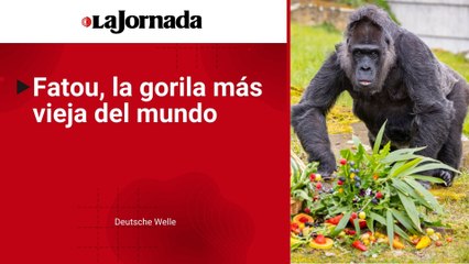Fatou, la gorila más vieja del mundo