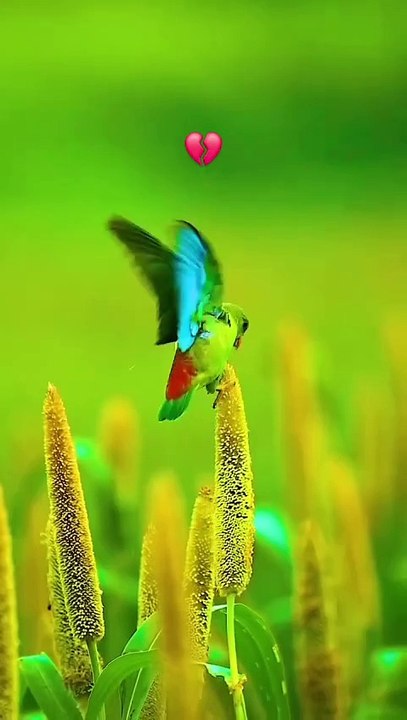So nice parrot