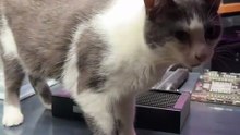 Pov: Pusang Kwatit
