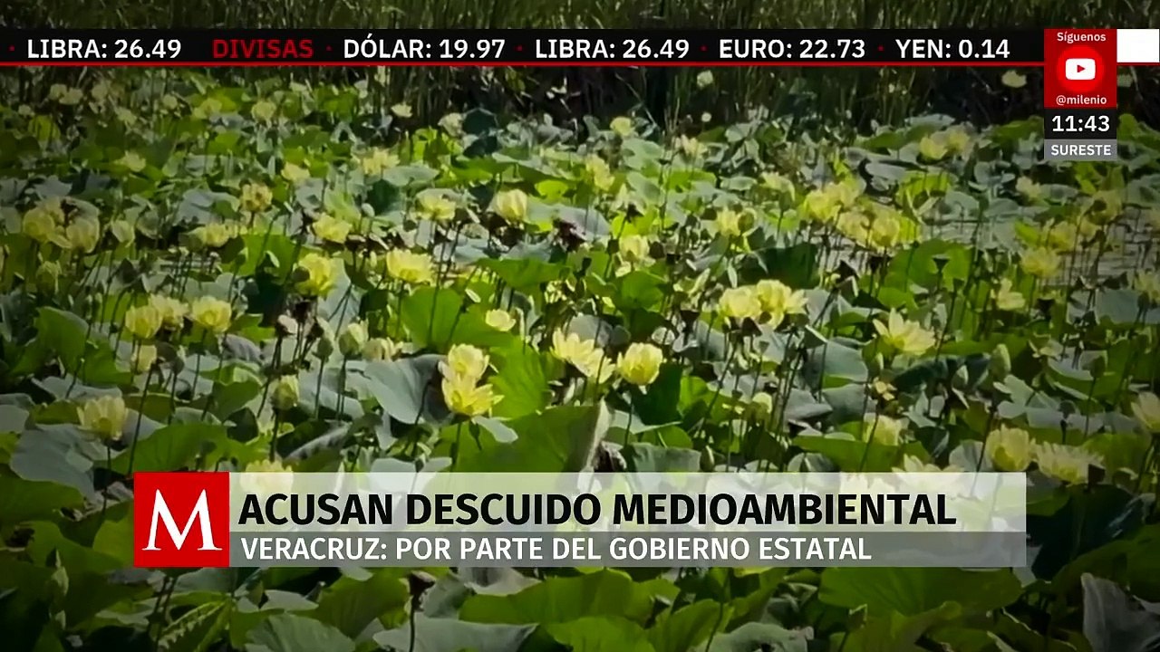 Piden mayor atención ambiental al gobierno de Nahle en Veracruz
