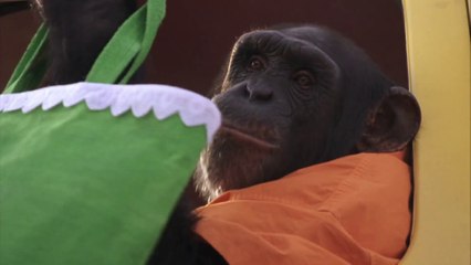 Funky Monkey (2004)