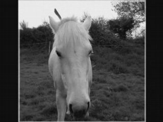 Champs  couché assis