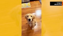 Lustiges Video zeigt Besitzer, die ihren Hunden beibringen zu flüstern