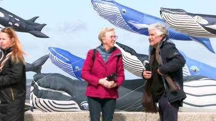 Recorde de mais pipas em forma de baleia voando ao mesmo tempo é quebrado