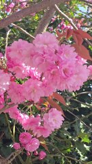 cherry blossom
