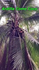 Ardilla Come Coco