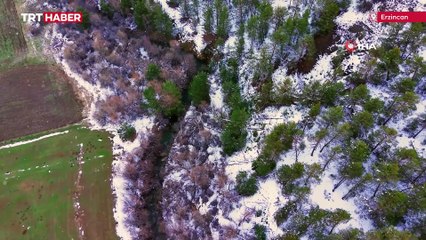 Kış uykusundan uyanan ayı böyle görüntülendi