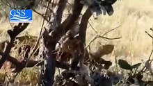 EAGLE ATTACTS CAT