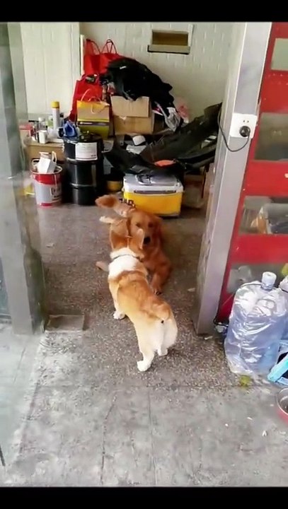 Funny dog fight