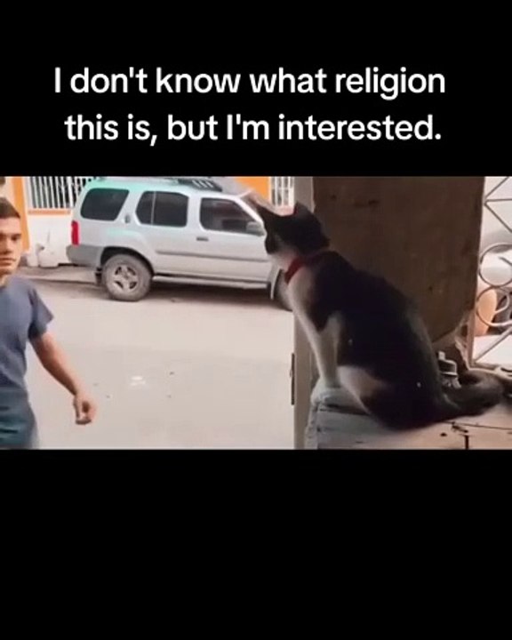 🌍🐱 Welcome to CatsOfTheWorld - where feline fascination knows no boundari