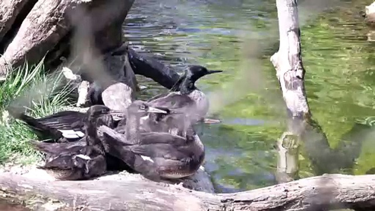 Zoológico de Praga cria patos-mergulhões brasileiros, criticamente ameaçados de extinção