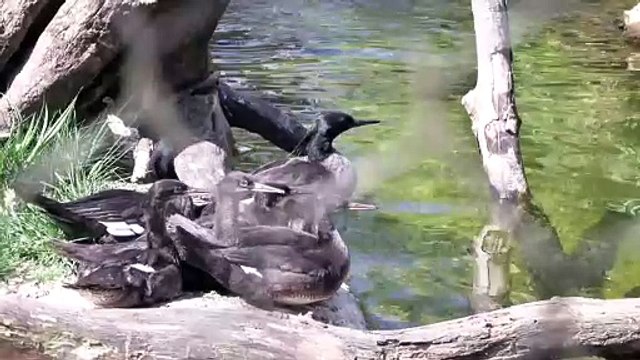 Zoológico de Praga cria patos-mergulhões brasileiros, criticamente ameaçados de extinção