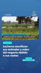 Lecheros sacrifican sus animales y salen del negocio debido a sus costos