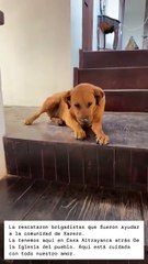 Rescatan a perrita en Tlaxcala