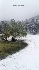 لثلوج بالحظيرة الوطنية لثنية الحد 16 افريل 2025 صباح اليوم