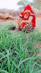 new viral marwadi song #song #shorts #viral #marwadisong #rajasthaniclture #ytshorts #trending